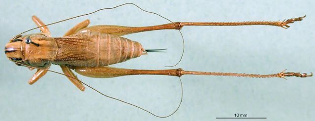 CollectionObject 1501903; 21e6bf36-c721-4e44-9690-a9c695a7876d: female, dorsal view. (CollectionObject).