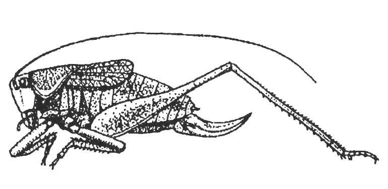 Sphagniana ussuriana (Uvarov, 1926): Fig. 218 (reproduced with permission). female habitus (body length 19.7 - 23.2 mm). (Otu).