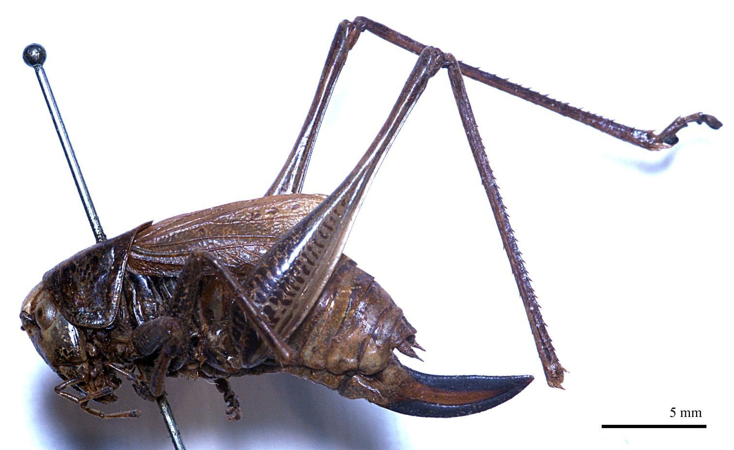 CollectionObject 1532071; fdbcf561-3b7a-40b7-a12a-873c015467af: female, lateral view (syntype). (CollectionObject).