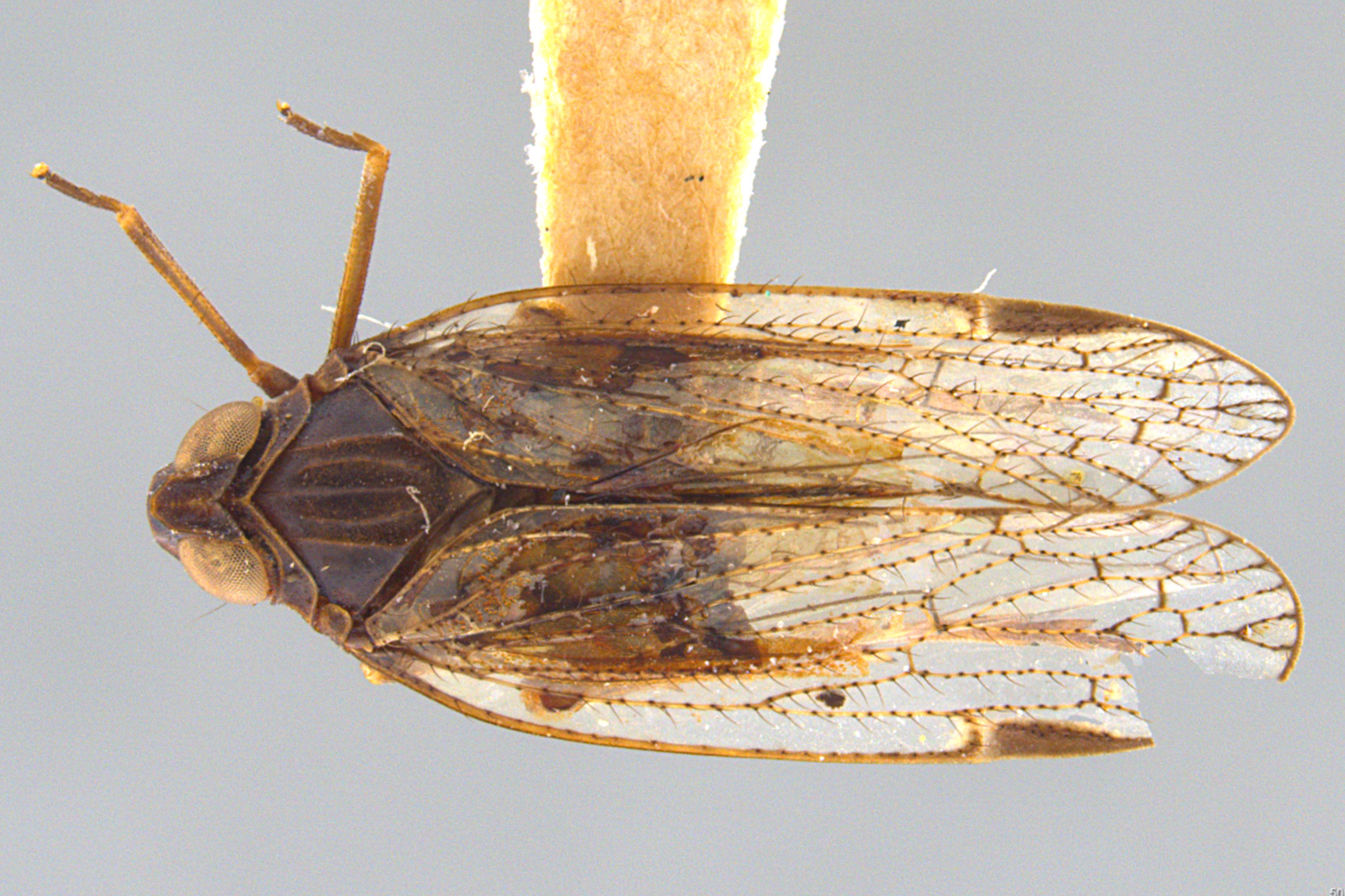 Habitus, dorsal view: (Observation).