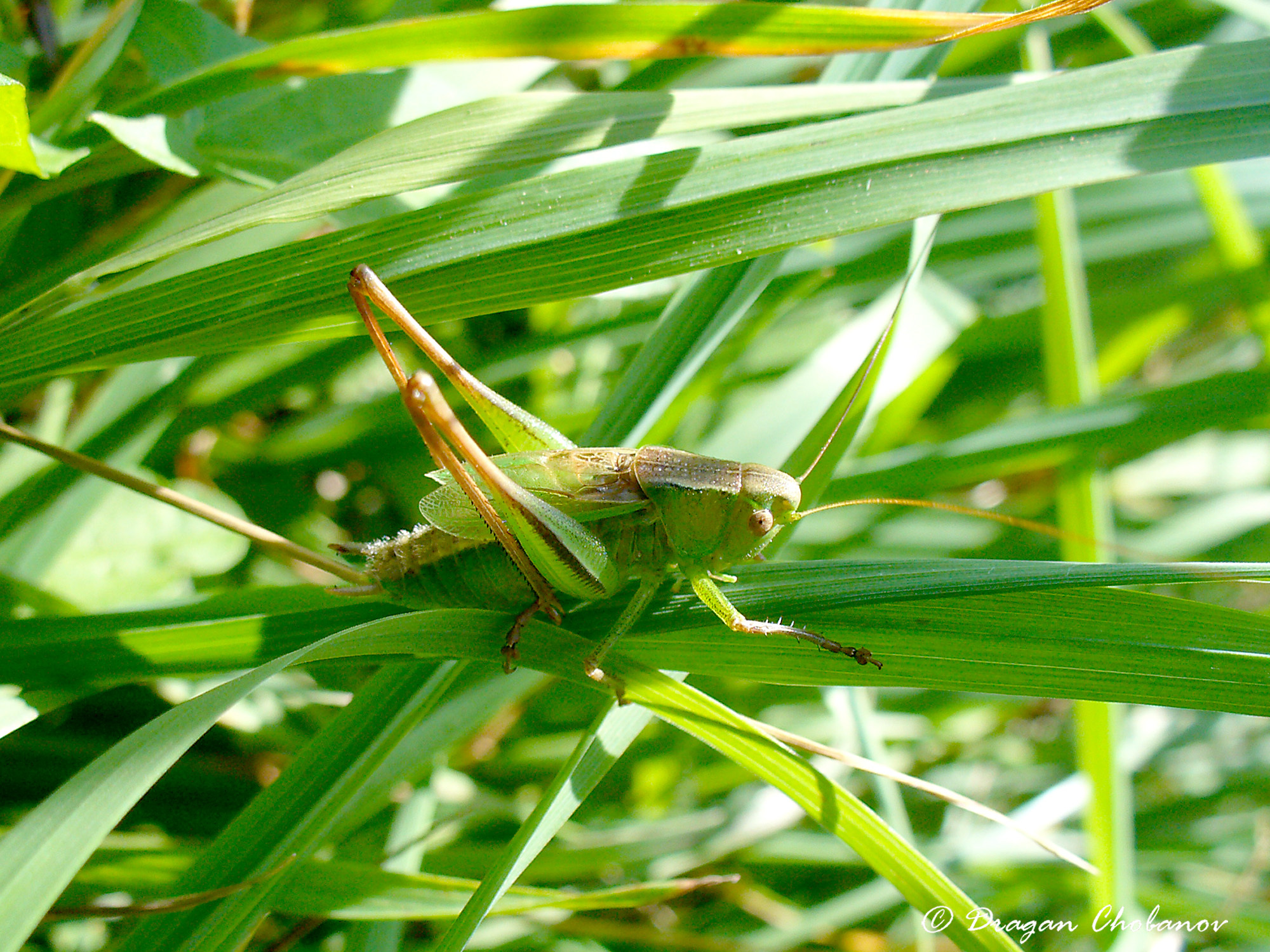 CollectionObject 1591170; 14bdc603-9845-4664-b8bf-b54afeb0ee33: Crimea, Aj-Petri site, male. (CollectionObject).