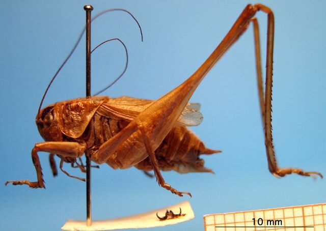 CollectionObject 1530694; DORSA STmetambHTM, b7cf199a-46ab-427a-9556-727f68ec9413: male, lateral view (holotype). (CollectionObject).