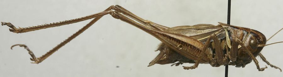 CollectionObject 1535145; f1de0c8c-8d16-45ba-aff6-48f473a15753: male, lateral view (lectotype). (CollectionObject).