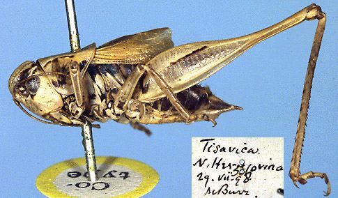 Metrioptera prenjica (Burr, 1899): male (paralectotype). (Otu).