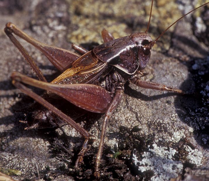 Metrioptera saussuriana (Frey-Gessner, 1872): male (France, Massif Central). (Otu).