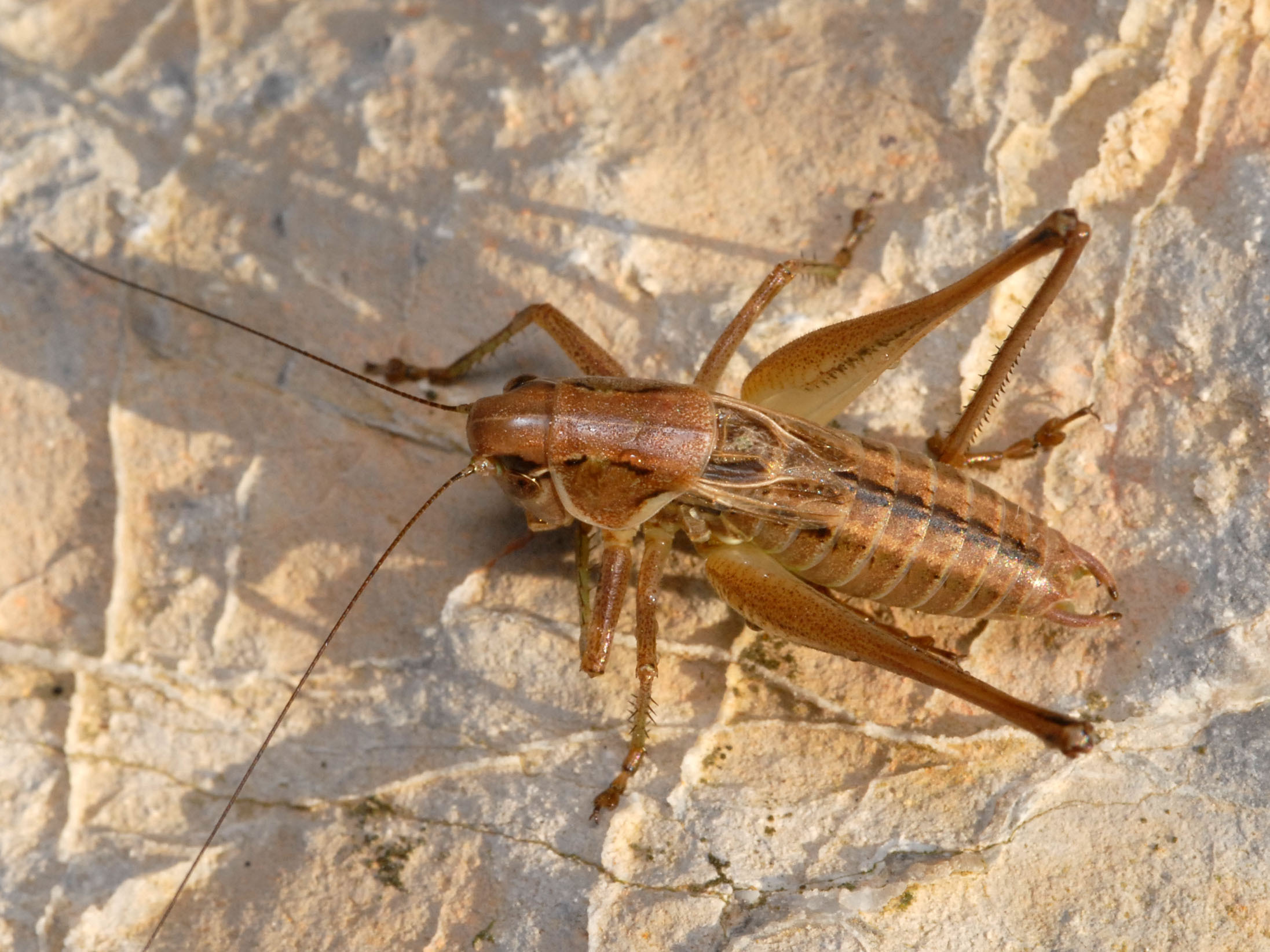 CollectionObject 1577787; 83185031-09e2-460f-81b4-e69fc0a009dc: male (Albania, Pashtrik Mts.). (CollectionObject).