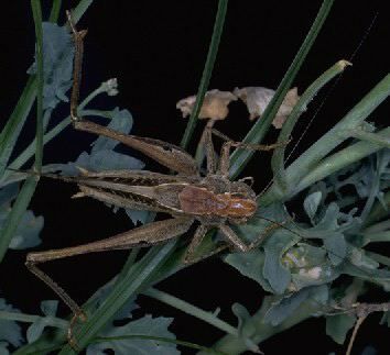 Platycleis intermedia intermedia (Serville, 1838): male (from Sicily). (Otu).