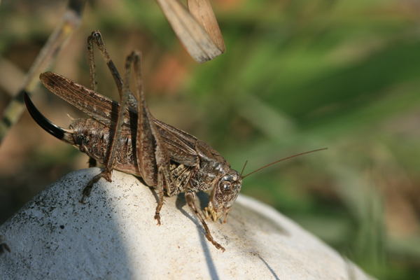 Platycleis albopunctata albopunctata (Goeze, 1778): female (Germany, Middle Franconia, Wied). (Otu).