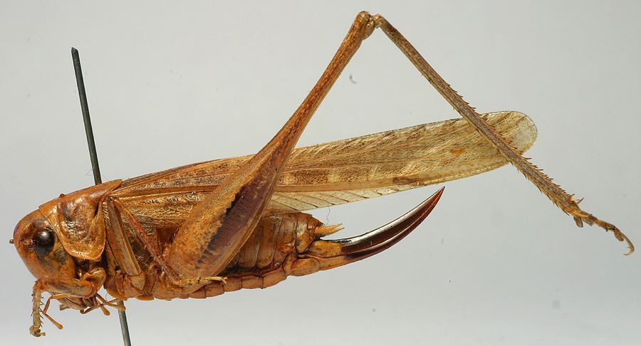 CollectionObject 1517221; a5d8ea6d-d4de-4e4b-993b-e50f9a20b3c9: female, lateral view (holotype). (CollectionObject).