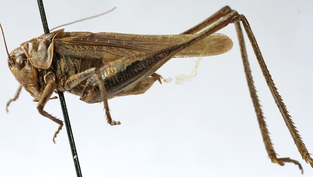 CollectionObject 1539783; 060ba64d-ec19-46a7-84e0-c32db8f20a4c: male habitus, lateral view (syntype). (CollectionObject).