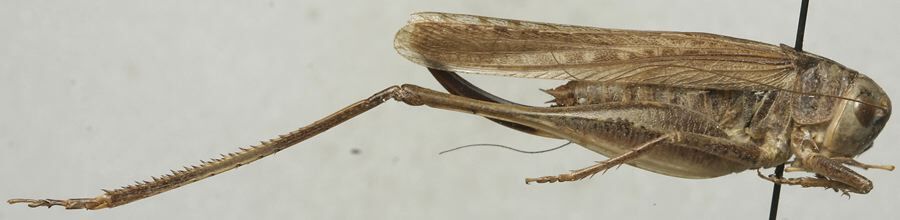 CollectionObject 1538044; 04fc43e5-8620-48c8-8a05-881204109cfd: female, lateral view (holotype). (CollectionObject).