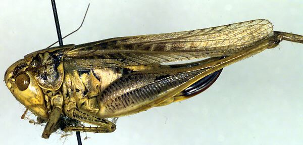 CollectionObject 1500524; 86b0b018-4447-4a2c-8274-bbb3c6931637: female, lateral view (holotype). (CollectionObject).