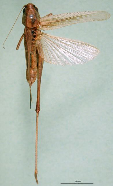 CollectionObject 1500529; 031c86f0-42a6-4383-bff3-23006629d717: female, dorsal view (syntype). (CollectionObject).