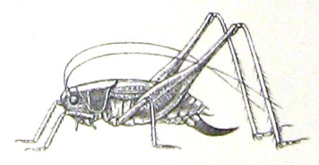 Incertana incerta (Brunner von Wattenwyl, 1882): Pl. 1, Fig. 3. female (Platycleis truncata). (Otu).