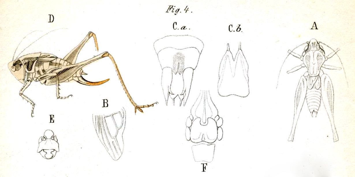 Incertana decorata (Fieber, 1853): Pl. 9, Fig. 4. A male, B left tegmen, C abdomen tip (a dorsal, b ventral), D female, E female head, F ovipositor base ventral (body length male/female 20 mm, pronotum 6 mm, ovipositor 9 mm). (Otu).