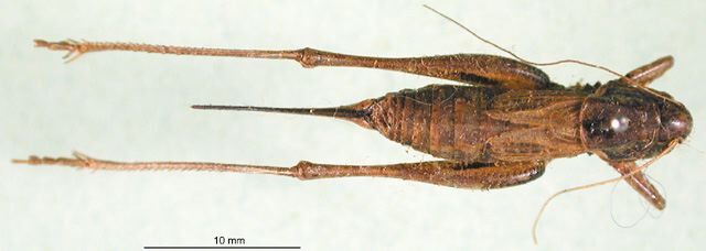 CollectionObject 1502545; eabd1ab9-1d55-4e7c-a9c9-3218ead4dcae: male, dorsal view (syntype). (CollectionObject).