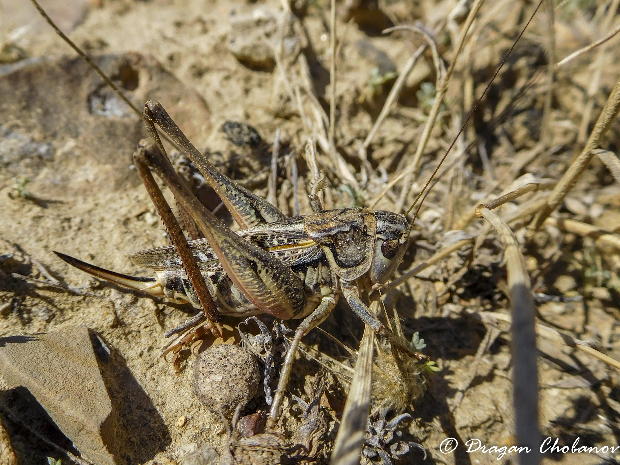 CollectionObject 1578714; f4f82ce2-3bcc-473d-b34c-a037f42dd2db: female (KZ: Shetpe). (CollectionObject).
