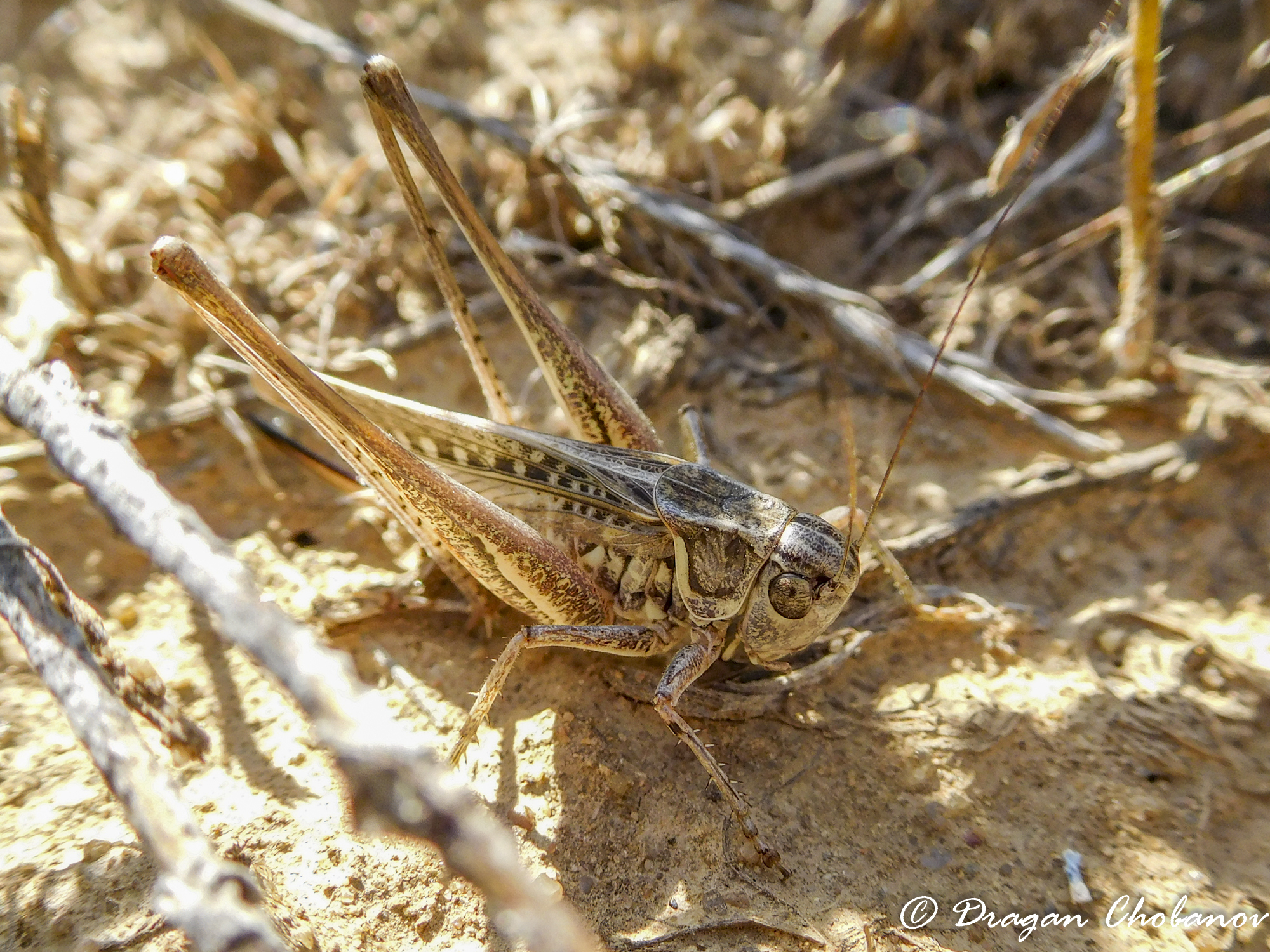 CollectionObject 1578730; 06209f3e-6583-4b7f-a50e-93c50edfe710: female (KZ: Zharly). (CollectionObject).