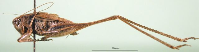 CollectionObject 1502683; ca7f1850-c99c-471f-ac8d-d4ad8cab7d88: male, lateral view (paratype of Platycleis moldavica). (CollectionObject).
