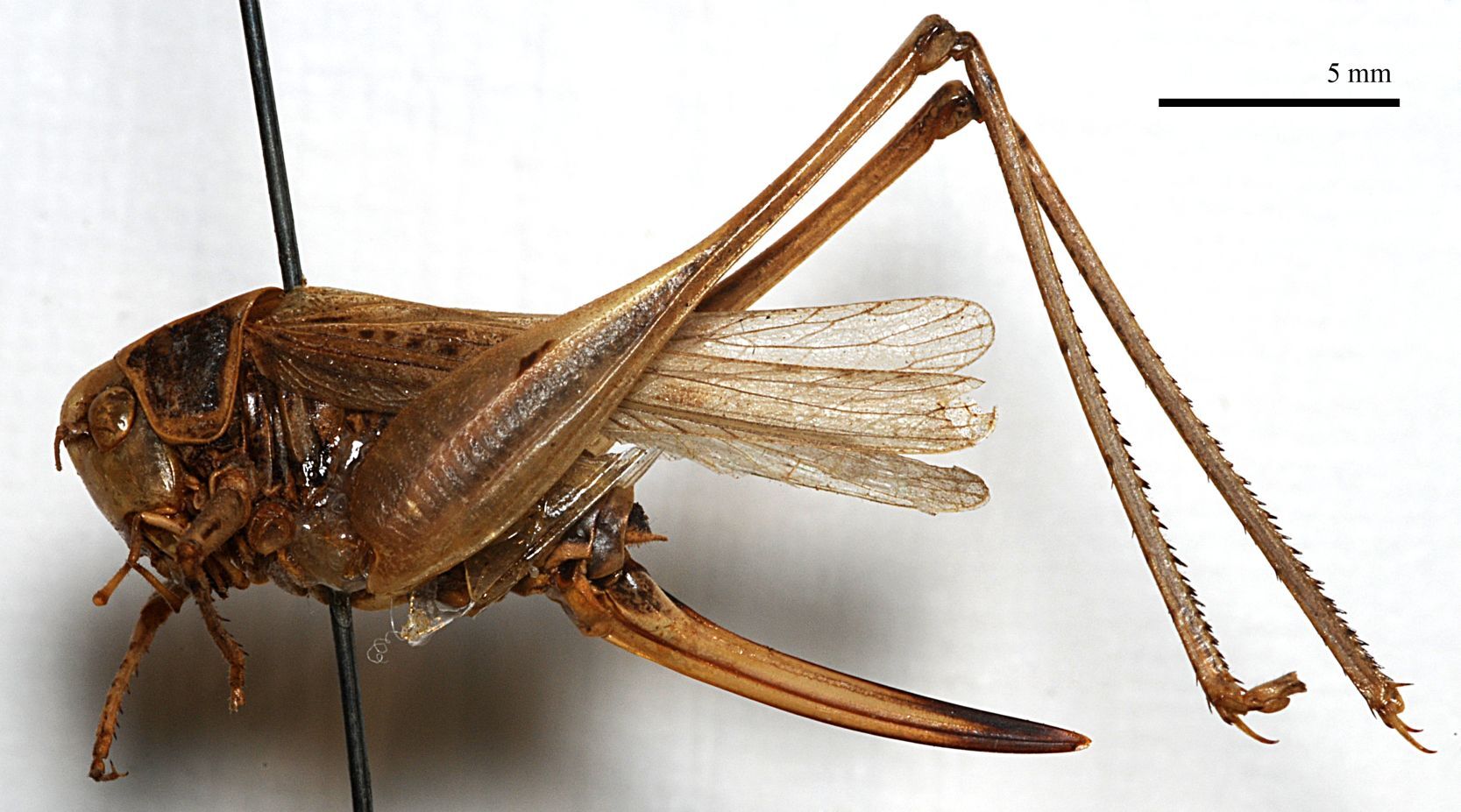 CollectionObject 1532127; 51f6b9af-4d04-4f2a-8928-793405d29ed4: female, lateral view (holotype). (CollectionObject).