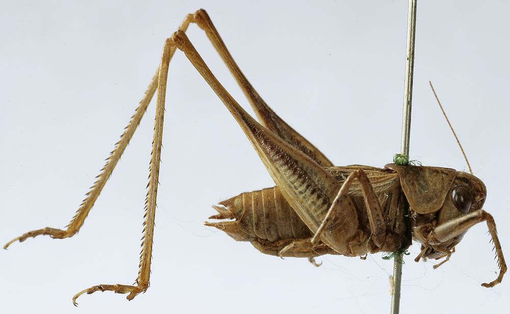 CollectionObject 1539769; 6ef2409b-b1c7-4640-98b1-6213b5ea8b39, MNHN-EO-ENSIF1605: male, lateral view (holotype). (CollectionObject).