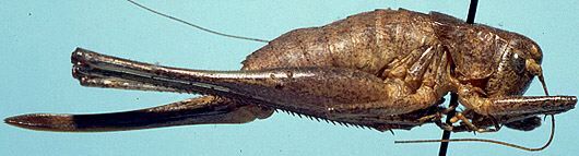 CollectionObject 1522395; 76ba606b-ae5e-4246-bf1b-b631764f5689: female (holotype). (CollectionObject).