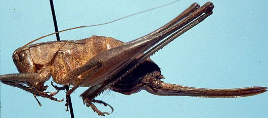 Idionotus tehachapi Hebard, 1934: female (allotype). (Otu).