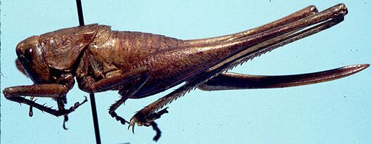 Idionotus tuolumne Hebard, 1934: female (allotype). (Otu).