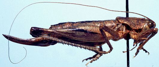 Ateloplus coconino Hebard, 1935: female, lateral view (allotype). (Otu).
