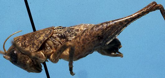 CollectionObject 1533206; 3b5d8da1-66f7-4792-a8fa-42daa72ee01e: male, lateral view (holotype). (CollectionObject).