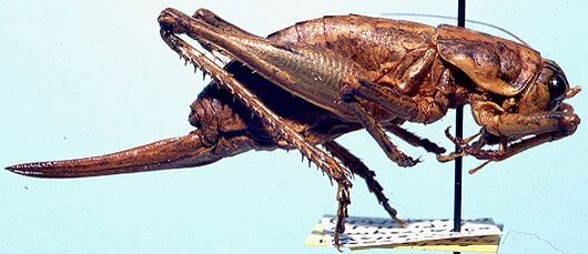 Ateloplus splendidus Hebard, 1934: female (allotype). (Otu).