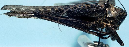 CollectionObject 1533213; e897fd56-678b-4a73-843c-71b7cd2cd560: male (holotype). (CollectionObject).