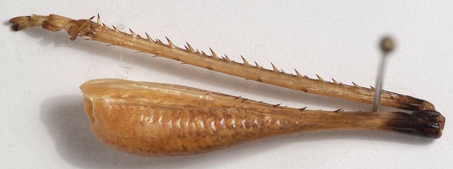 Platyoplus gilaensis Tinkham, 1973: hind femur (paratype). (Otu).