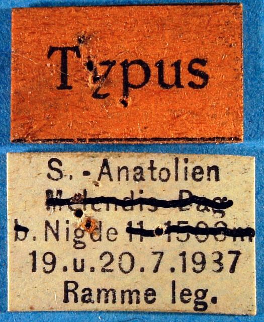 CollectionObject 1500634; 4b667e6d-18fd-449c-b09b-240f7939edb6: labels (holotype of Tettigonia turcica). (CollectionObject).