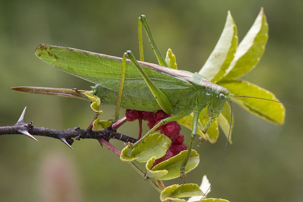 Tettigonia chinensis Willemse, 1933: female. (Otu).