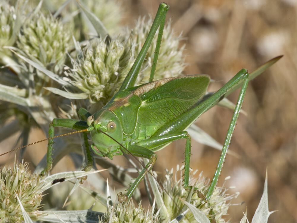 Tettigonia hispanica (Bolívar, 1893): female. (Otu).