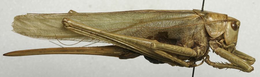 CollectionObject 1535195; a7980e1d-a2ed-41be-adab-e5b3294aa4ba: female, lateral view (holotype). (CollectionObject).