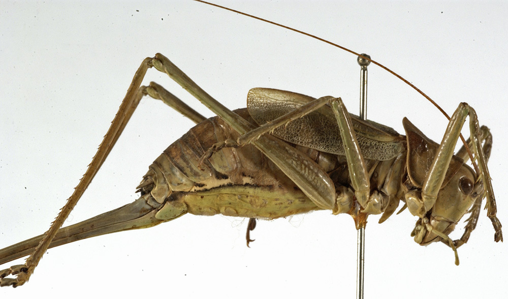 CollectionObject 1529737; 3bec3a4a-79df-441c-a3a3-f58f39c07455: female, lateral view (holotype). (CollectionObject).