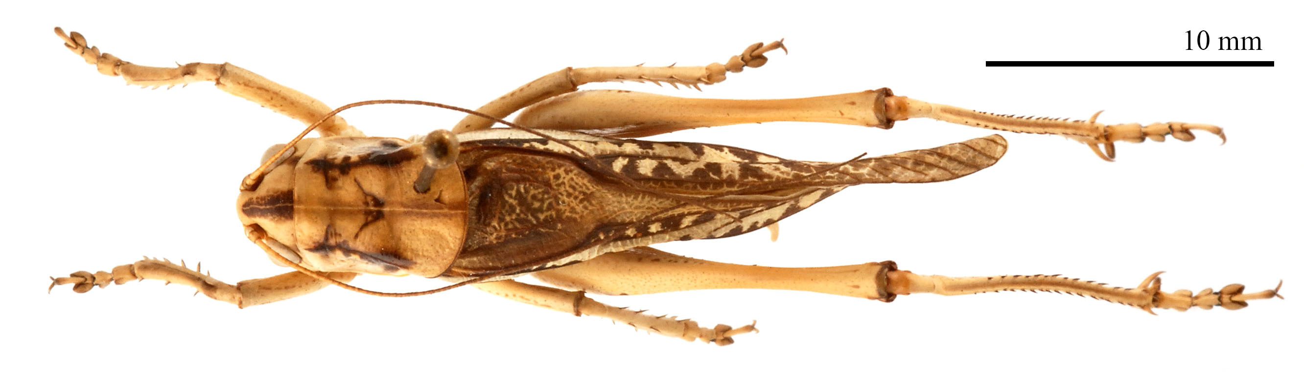 CollectionObject 1475895; ea9dd328-6dbe-4dd2-b535-d6a8eeecc279: male, dorsal view (holotype of Gampsocleis kaszabi Bazyluk, 1972). (CollectionObject).