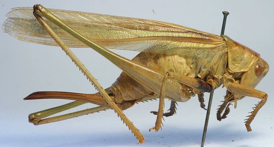 CollectionObject 1517356; 9e907f6c-8256-4584-951c-2bcba6ec8a75: female, lateral view (holotype). (CollectionObject).