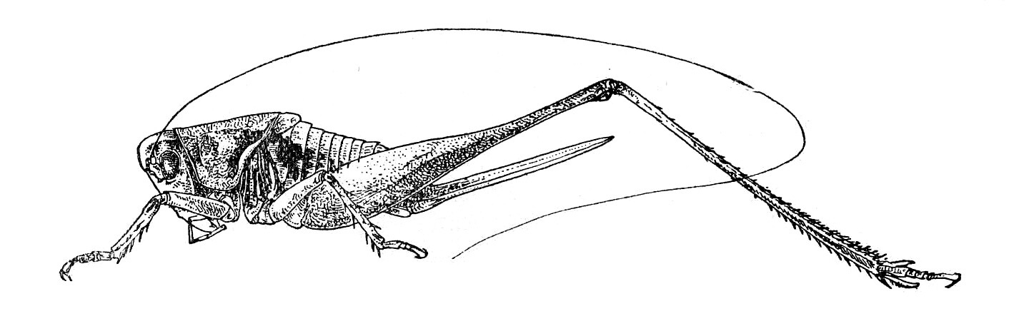 Ctenodecticus bolivari bolivari Targioni-Tozzetti, 1881: Fig. 203. female habitus (Hemictenodecticus bolivari). (Otu).
