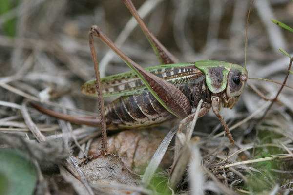 Decticus verrucivorus verrucivorus (Linnaeus, 1758): female (Germany, Brandenburg, "Oderhänge"). (Otu).