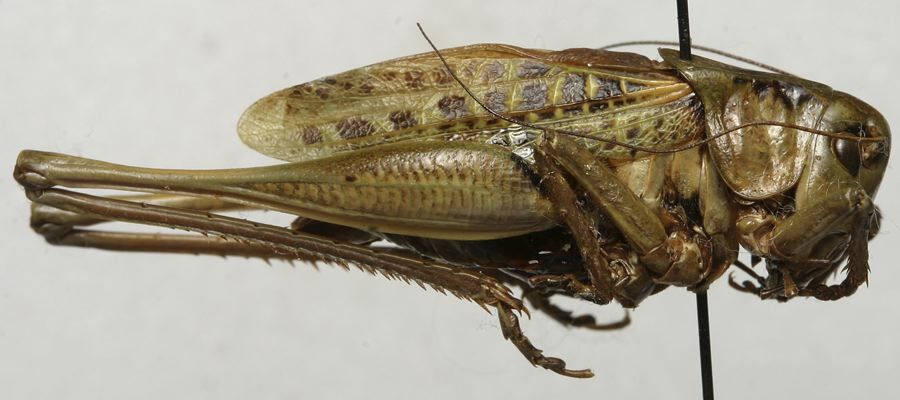 CollectionObject 1566370; 96e22589-c53d-4586-9ea4-aae88284d1b1: male, lateral view (paratype). (CollectionObject).