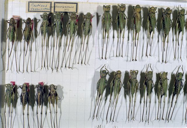 Decticus verrucivorus brevipennis Götz, 1970: numerous specimens. (Otu).