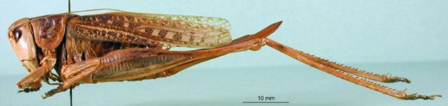 CollectionObject 1500573; 971c15cb-c553-419d-8066-541a0ad4d53a, DORSA BT000306S05: female, lateral view (holotype). (CollectionObject).
