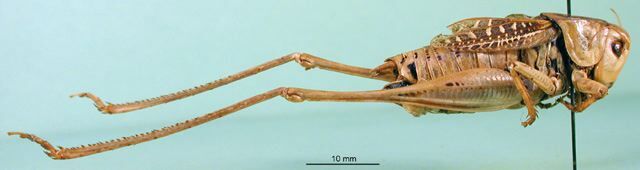 CollectionObject 1500574; b8630e62-af83-4625-8e2b-d43157206513, DORSA BTdeclouHTM: male, lateral view (holotype). (CollectionObject).