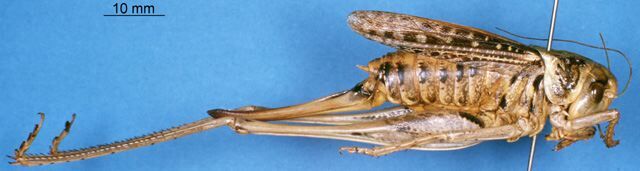 CollectionObject 1505028; d018a23e-8406-4c34-b9c4-1e183807806e, DORSA D30TF01: female, lateral view (holotype). (CollectionObject).