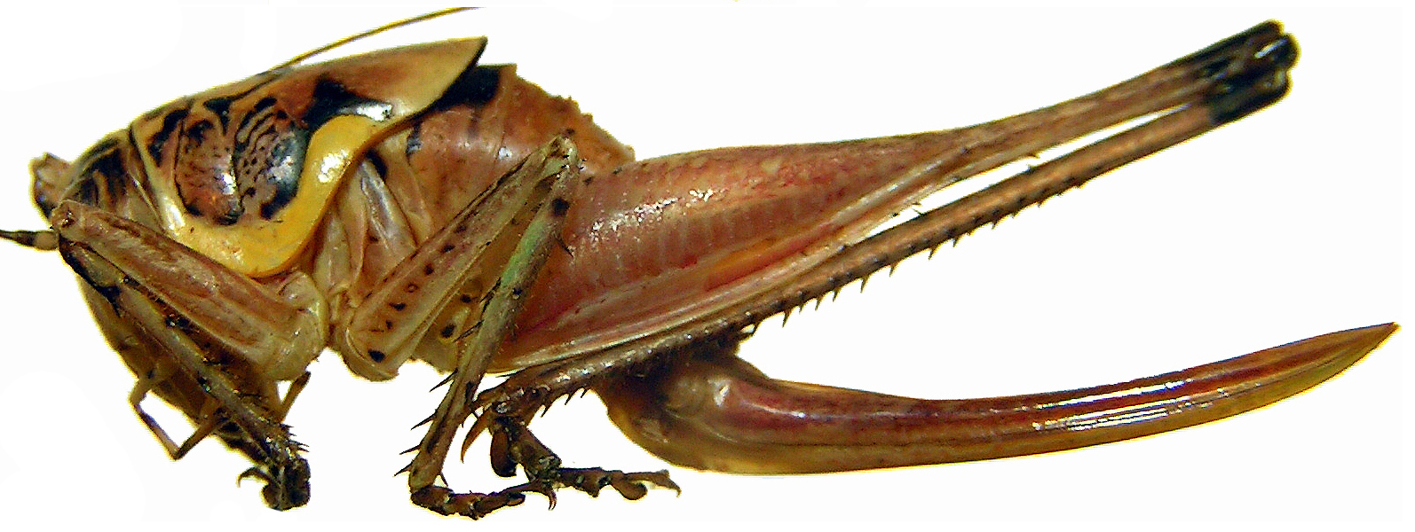 Apholidoptera kurda (Uvarov, 1916): female (paratype of Eupholidoptera mirzayani, length from fastigium to tip of extended hind femur 33.1 mm, ovipositor 18.3 mm). (Otu).