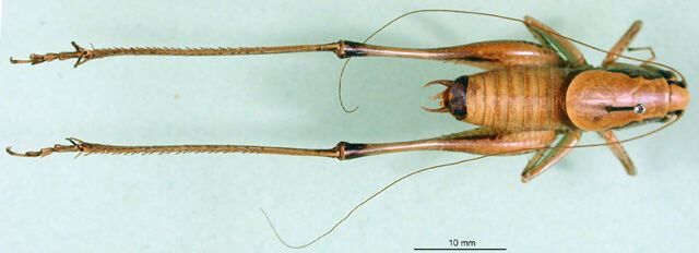 CollectionObject 1500456; eab90448-dadd-41f5-8e07-19a61da4a203, DORSA BTeupbimHTM: male, dorsal view (holotype). (CollectionObject).