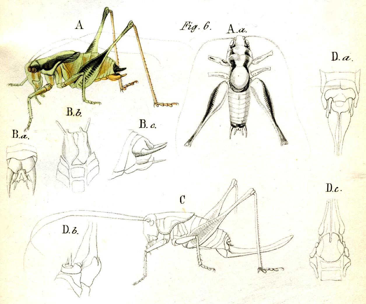 Eupholidoptera chabrieri chabrieri (Charpentier, 1825): Pl. 10, Fig. 6. A male (body length 16 mm, pronotum 11 mm), B male abdomen tip (a dorsal, b ventral, c lateral), C female (body length 20-30 mm, pronotum 10-15 mm, ovipositor 18-20 mm), D female abdomen tip (a dorsal, b lateral, c ventral). (Otu).